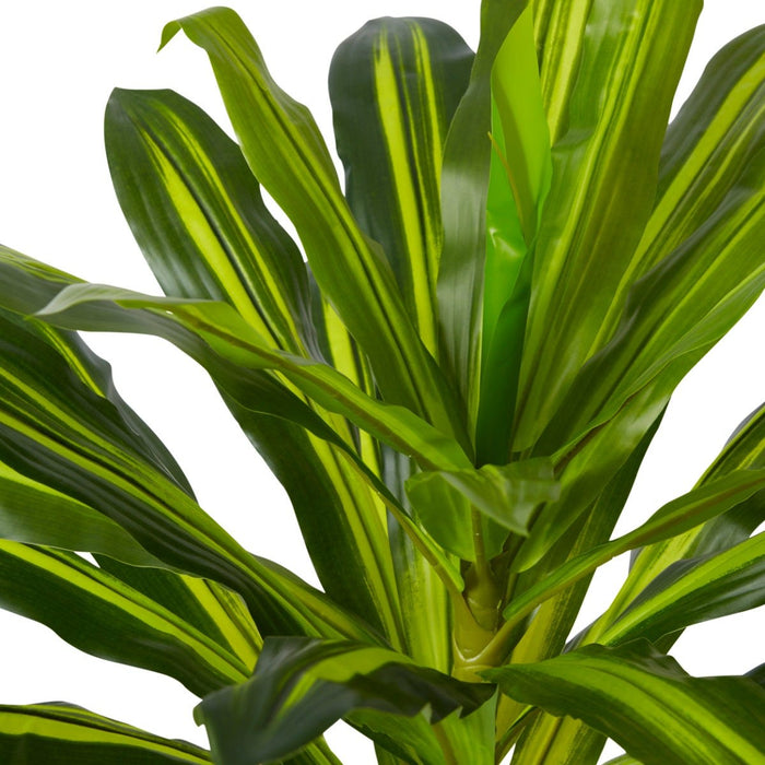 Dracaena Plant Potted - Variegated, 60cm (H)