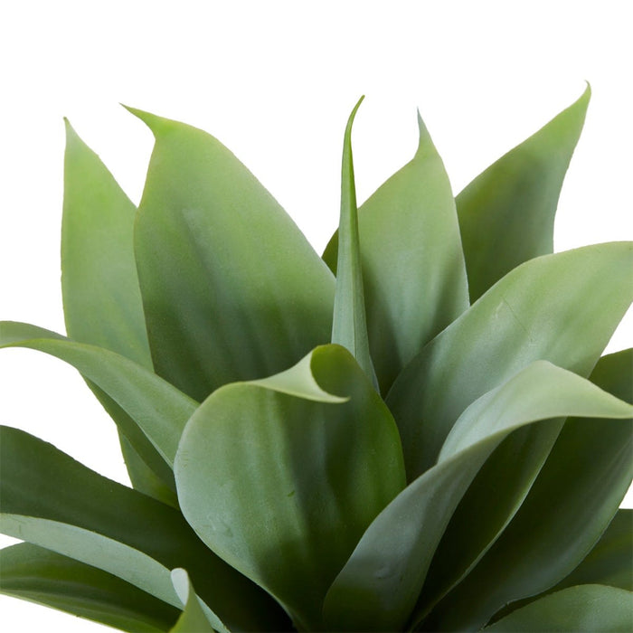Agave Nova Plant Pack of 6 - Grey Green, 38cm (H)