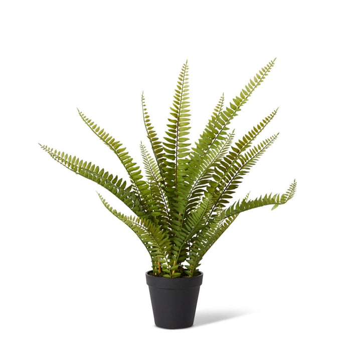 Fern Boston Potted - Green, 51cm (H)