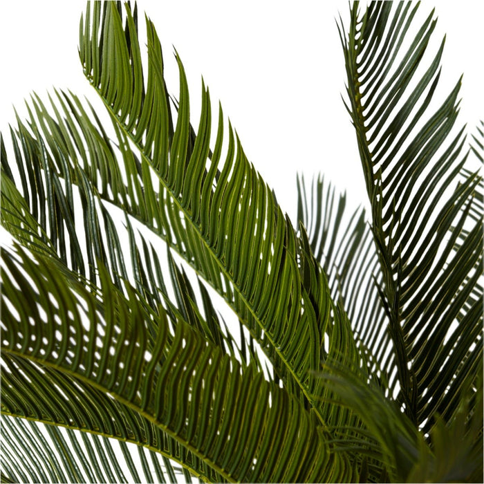 Cycas Plant Potted - Green, 93cm (H)