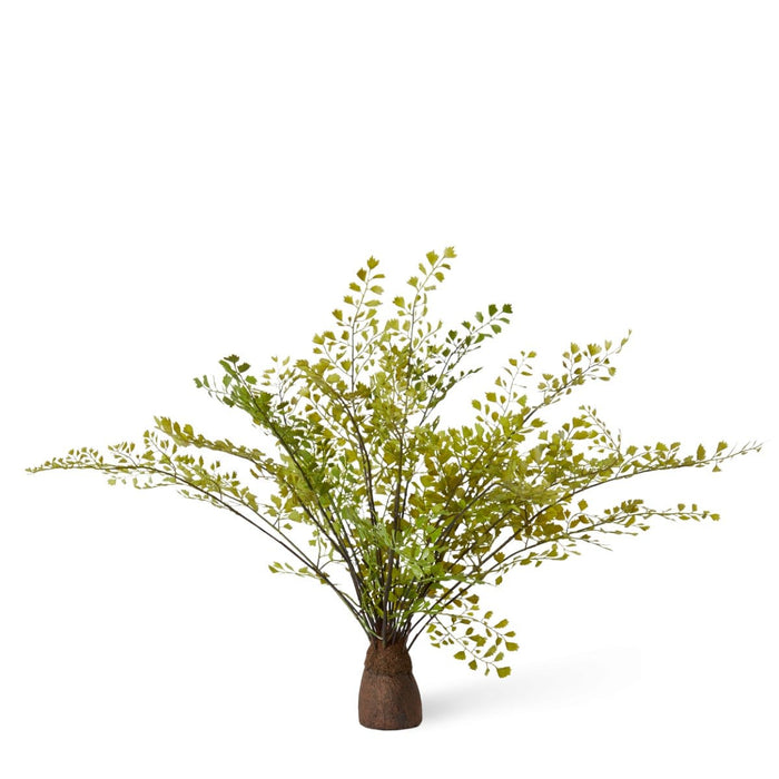 Fern Maiden Hair Stump Pack of 2 - Green, 36cm (H)