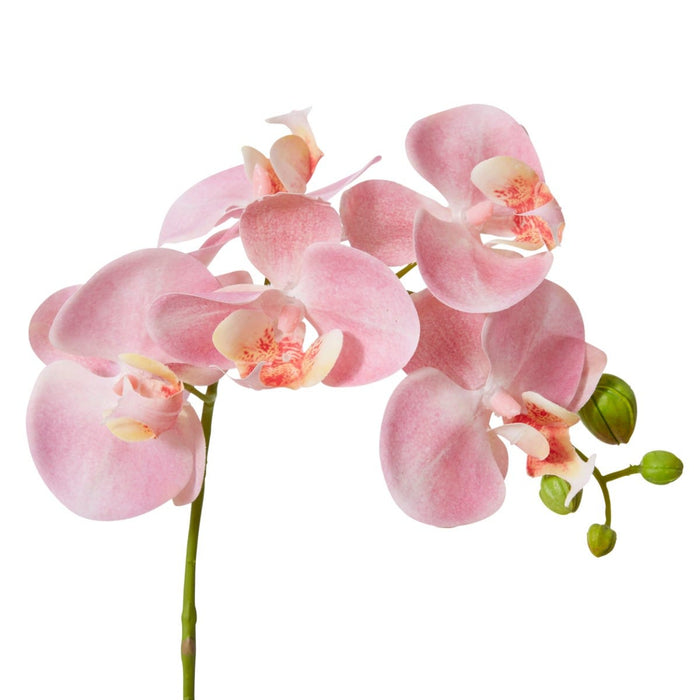 Phalaenopsis Orchid Stem Pack of 12 - Pink, 55cm (H)