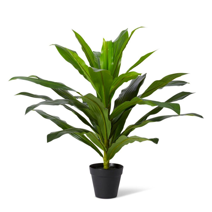 Dracaena Plant Potted - Green, 60cm (H)