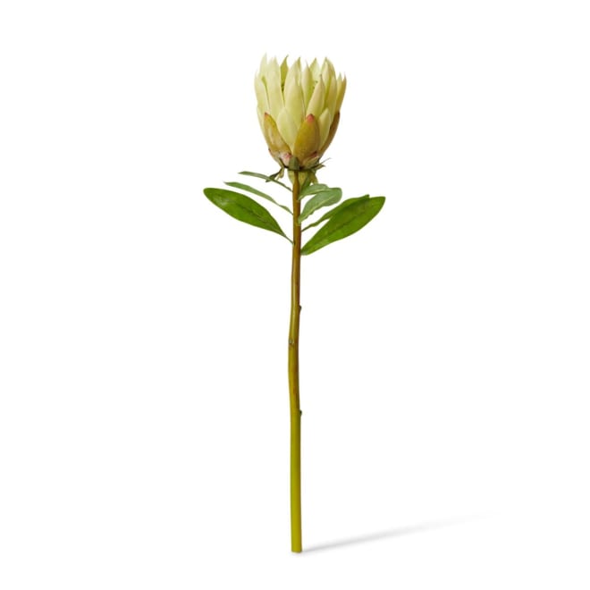 Protea King Stem Pack Of 12 - Soft Green, 68cm (H)