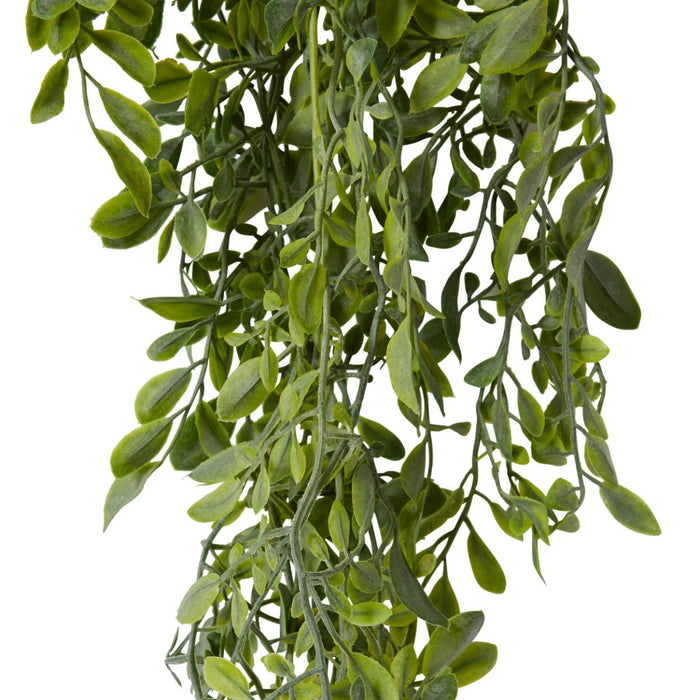 Lemon Beauty Hanging Vine Pack of 12 - Grey Green, 80cm (H)