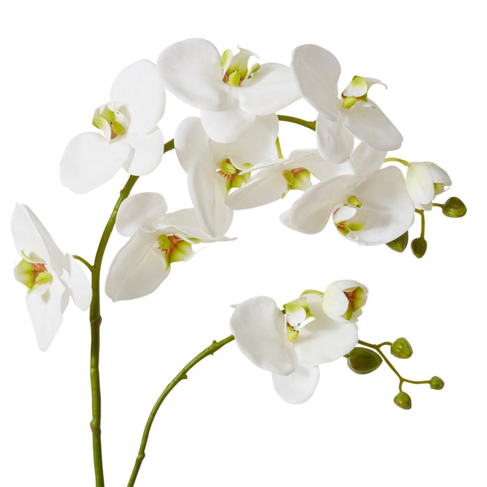 Phalaenopsis Luxe Plant Pack of 4 - White, 103cm (H)