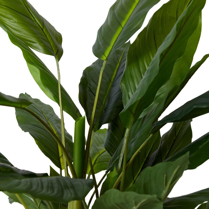 Spathiphyllum Plant Potted - Green, 120cm (H)