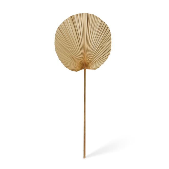 Fan Palm Dried Stem Pack Of 10 - Natural, 90cm (H)