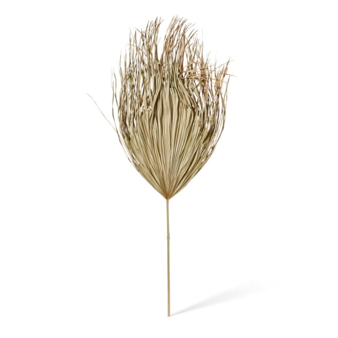 Palm Dried Stem Pack Of 10 - Natural, 130cm (H)