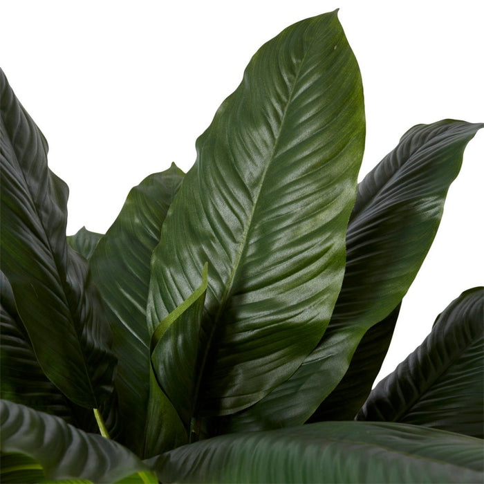 Spathiphyllum Potted - Green, 128cm (H)
