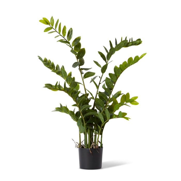 Zanzibar Gem Potted - Green/Black, 110cm (H)