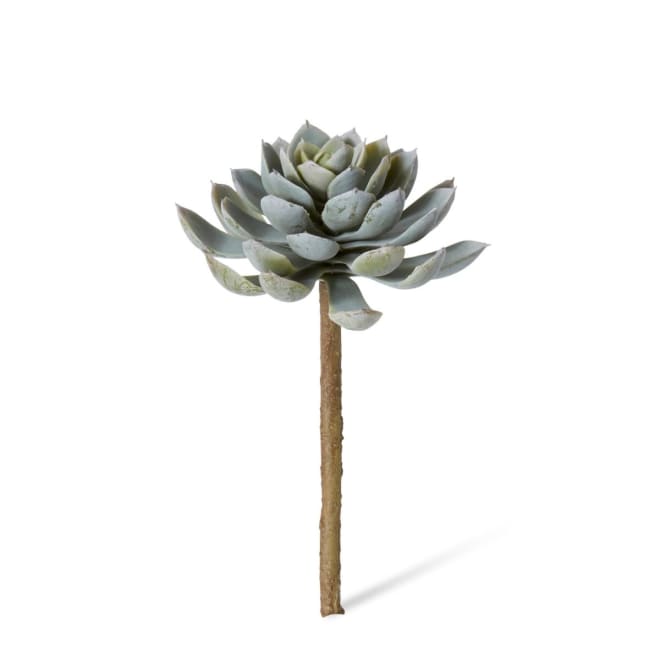 Echeveria Elegant Stem Pack Of 12 - Green, 18cm (H)