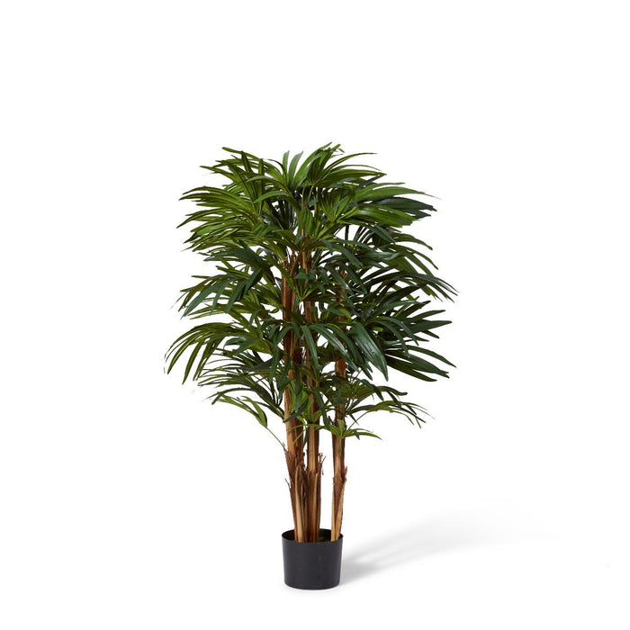 Palm Raphis Lady - Green, 120cm (H)