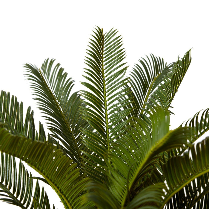 Cycas Plant Potted - Green, 72cm (H)