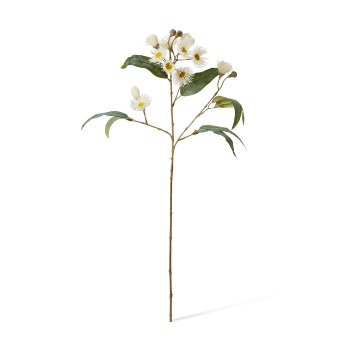 Eucalyptus Flowering Spray Pack of 12 - White, 76cm (H)