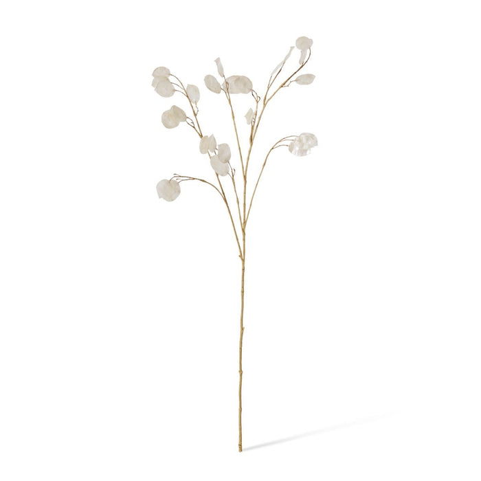 Silver Dollar Spray Pack of 12 - Pearl, 94cm (H)