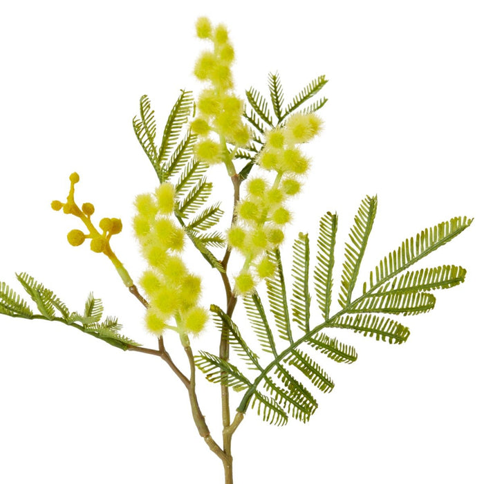 Wattle Pick Pack of 24 - Yellow, 33cm (H)