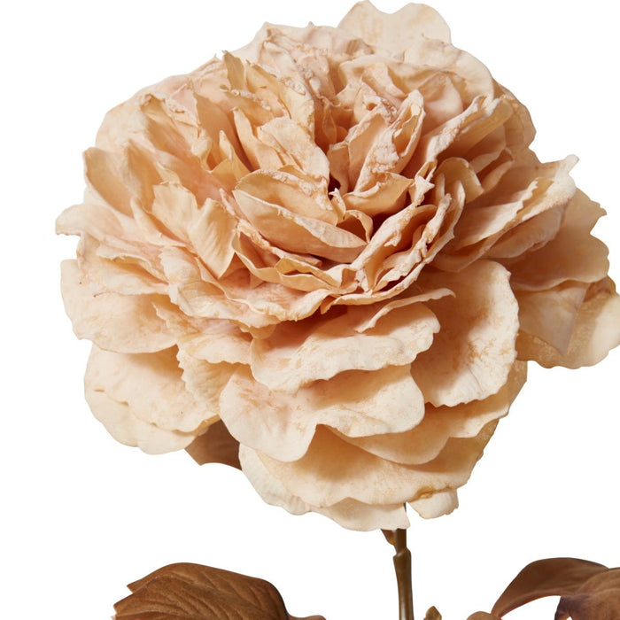 Peony Decor Stem Pack of 12 - Antique Cream, 69cm (H)