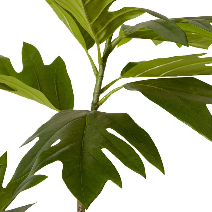 Breadfruit Tree - Green, 180cm (H)