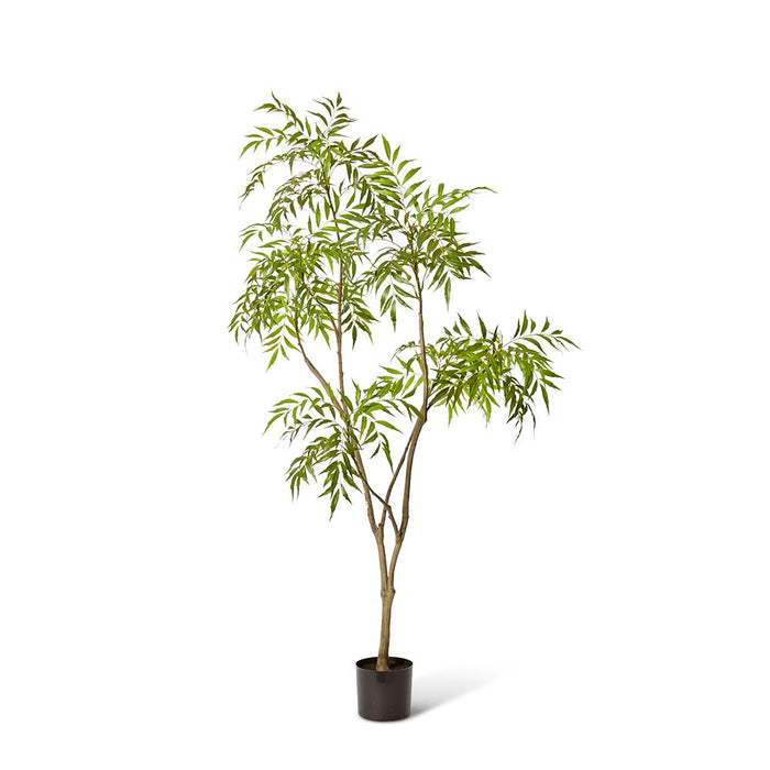 Mahonia Tree - Green, 180cm (H)
