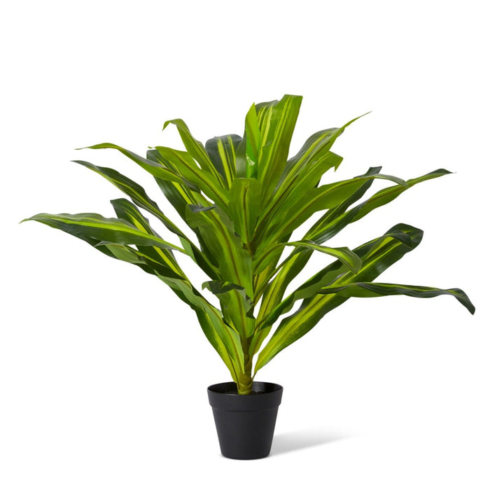 Dracaena Plant Potted - Variegated, 60cm (H)