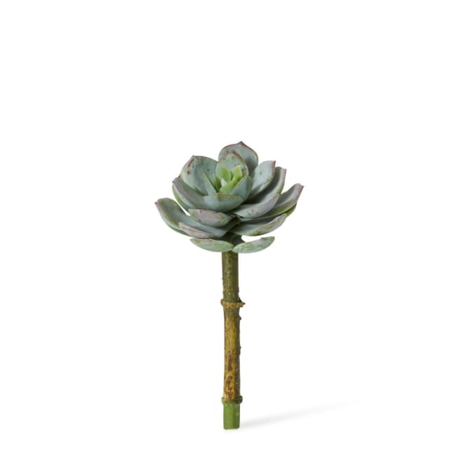 Echeveria Opalina Pick Pack Of 24 - Grey Green, 13cm (H)