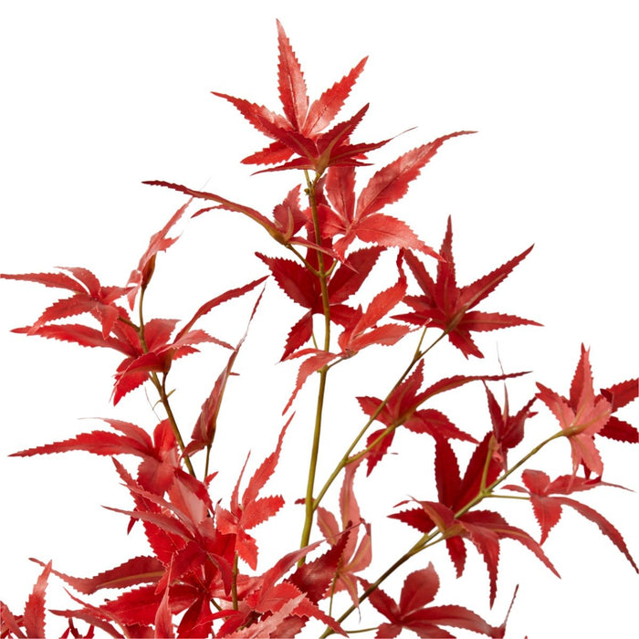Maple Japanese Spray Pack of 12 - Red, 95cm (H)