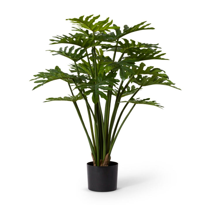 Philodendron Potted - Green, 90cm (H)