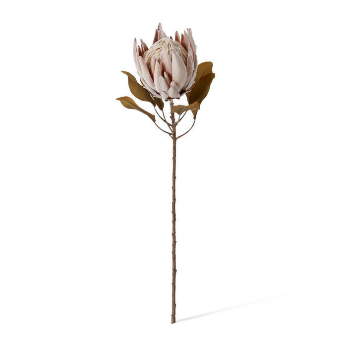Protea King Dried Look Stem Pack of 12 - Brown, 61cm (H)