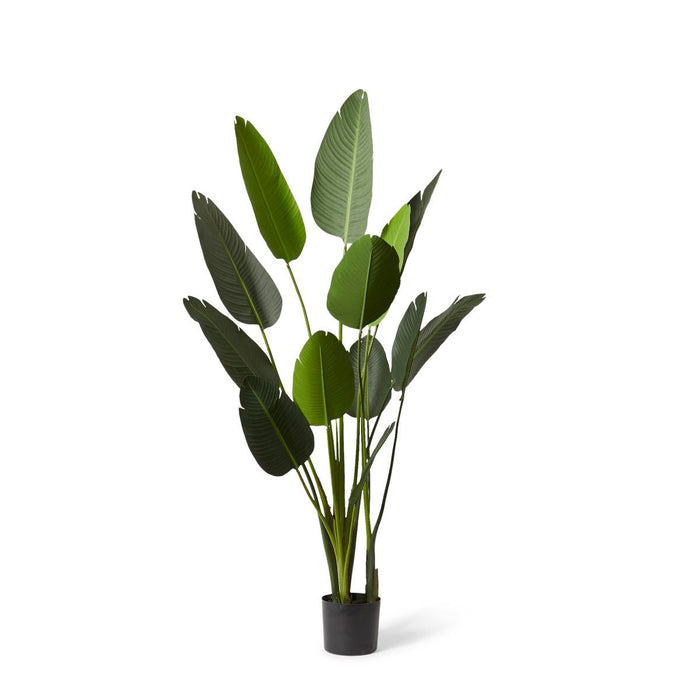 Bird of Paradise - Green, 183cm (H)