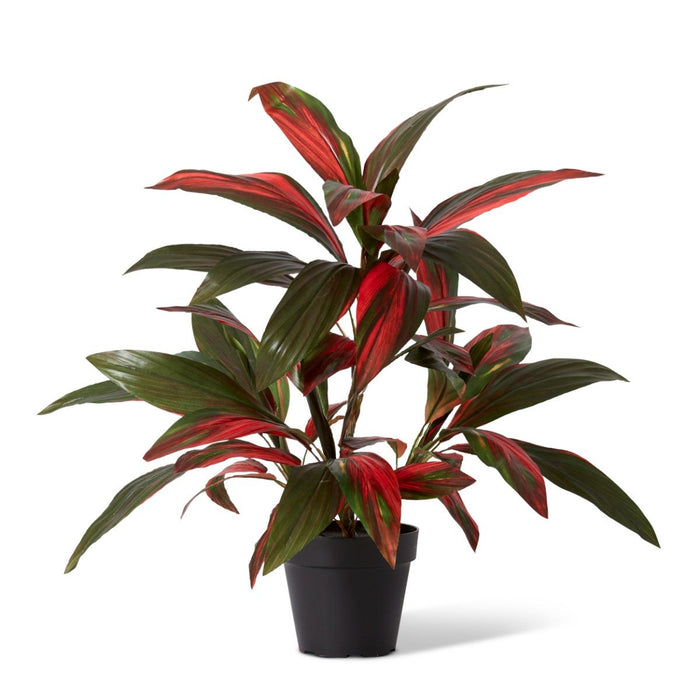 Cordyline Plant Potted - Green Red, 70cm (H)