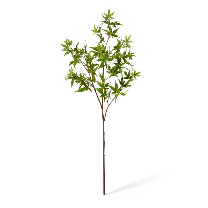 Maple Japanese Spray Pack of 12 - Green, 95cm (H)
