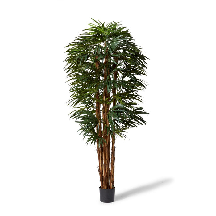 Palm Raphis Lady - Green, 210cm (H)