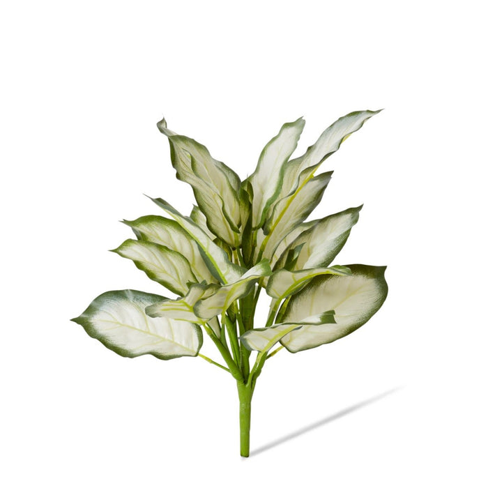 Alaonema Bush Pack of 2 - White Green, 40cm (H)
