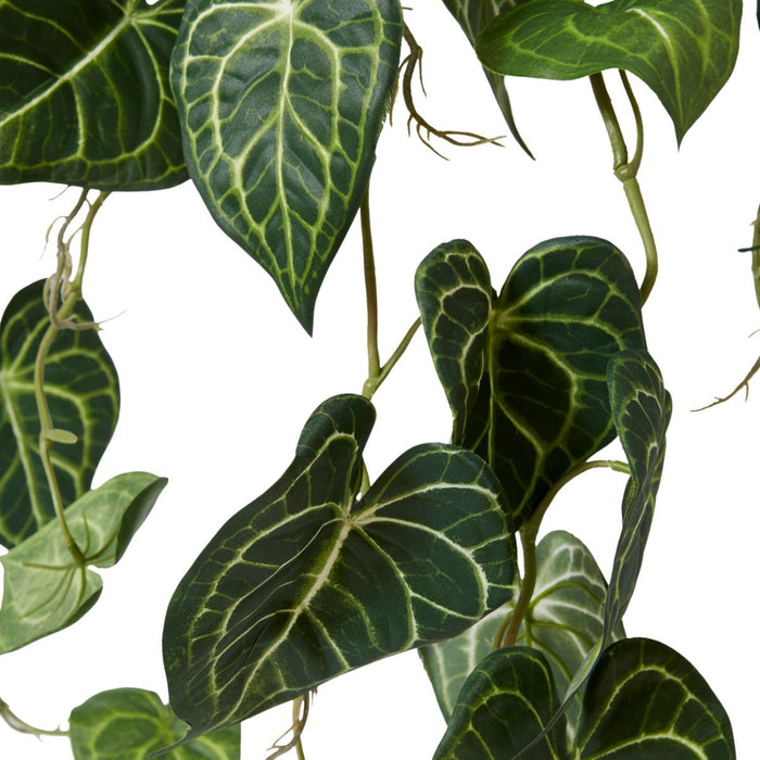 *Anthurium Hanging Plant Potte - Variegated, 84cm (H)