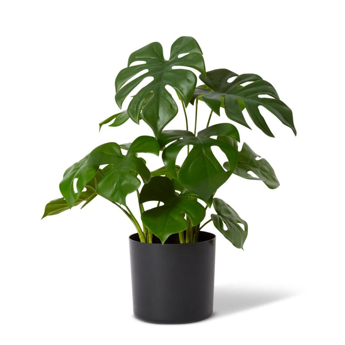 Monstera Plant Potted - Green, 39cm (H)