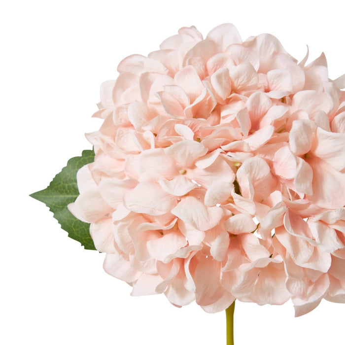 Hydrangea Classic Large Stem Pack of 12 - Pink, 65cm (H)