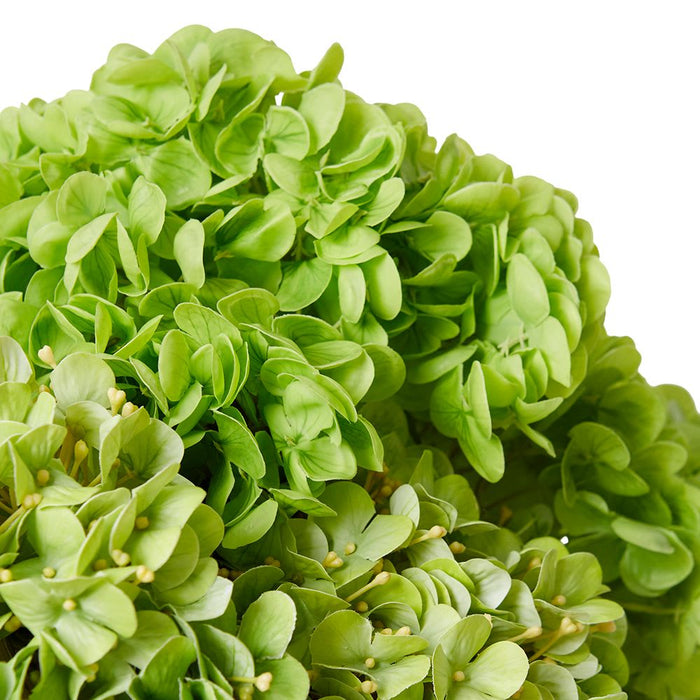 Hydrangea Mix Green (DS) - Green/Clear, 39cm (H)
