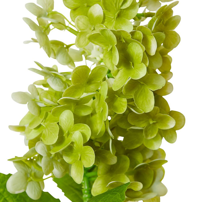 Cone Hydrangea (RT) Pack of 12 - Green, 75cm (H)