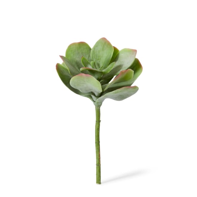 Flapjack Succulent Stem Pack of 6 - Green/Red, 38cm (H)