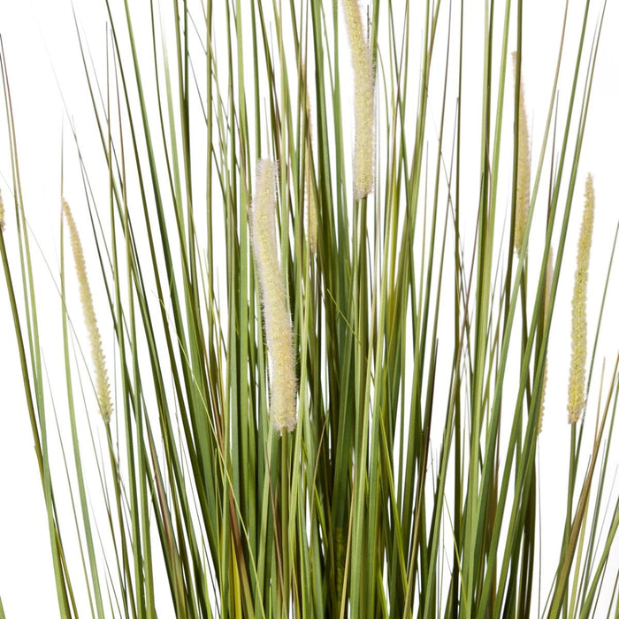 Grass Foxtail Potted - Green/White, 150cm (H)