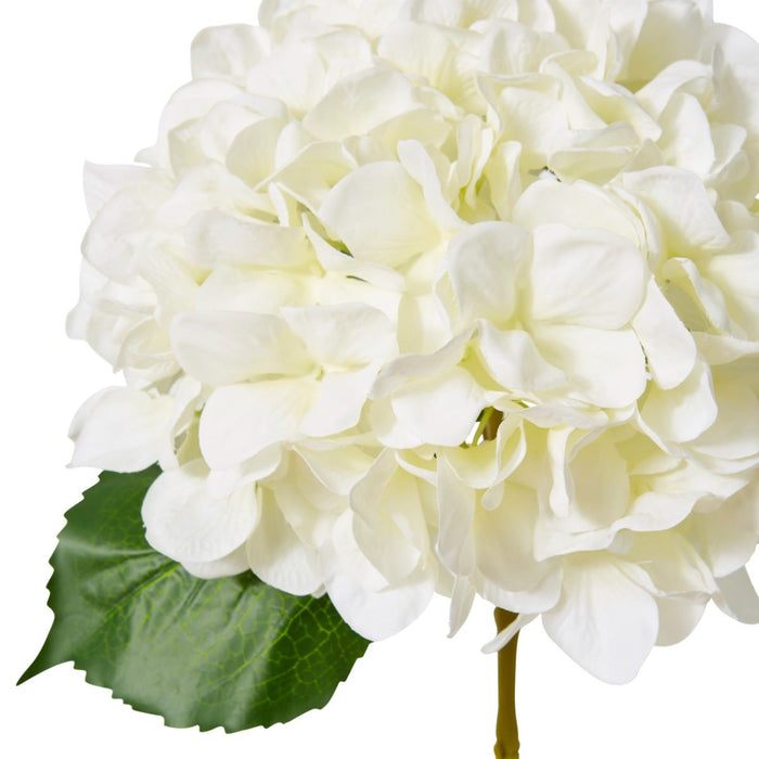 Hydrangea Classic Large Stem Pack of 12 - White, 65cm (H)