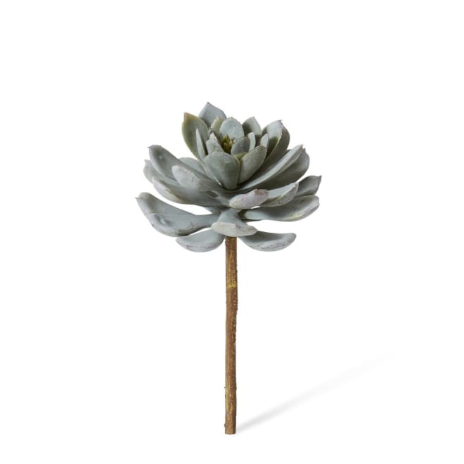 Echeveria Elegans Stem Pack of 6 - Green, 23cm (H)