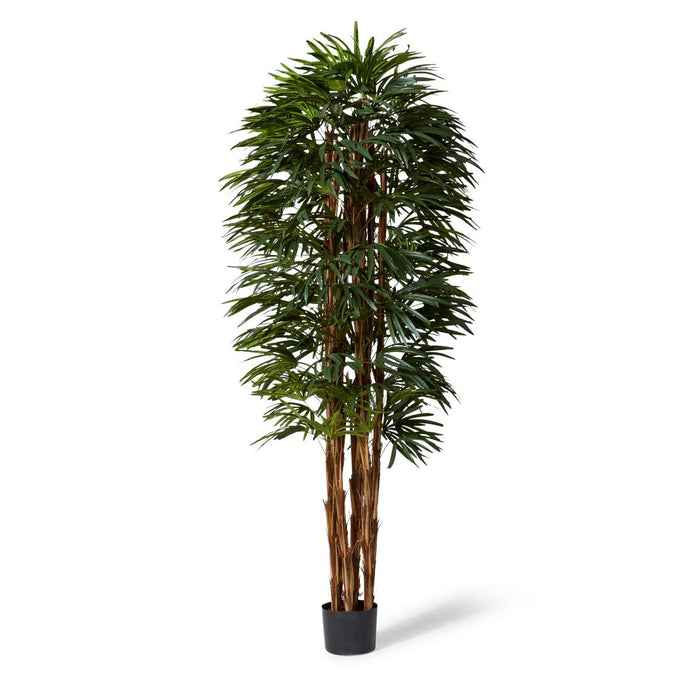 Palm Raphis Lady - Green, 240cm (H)
