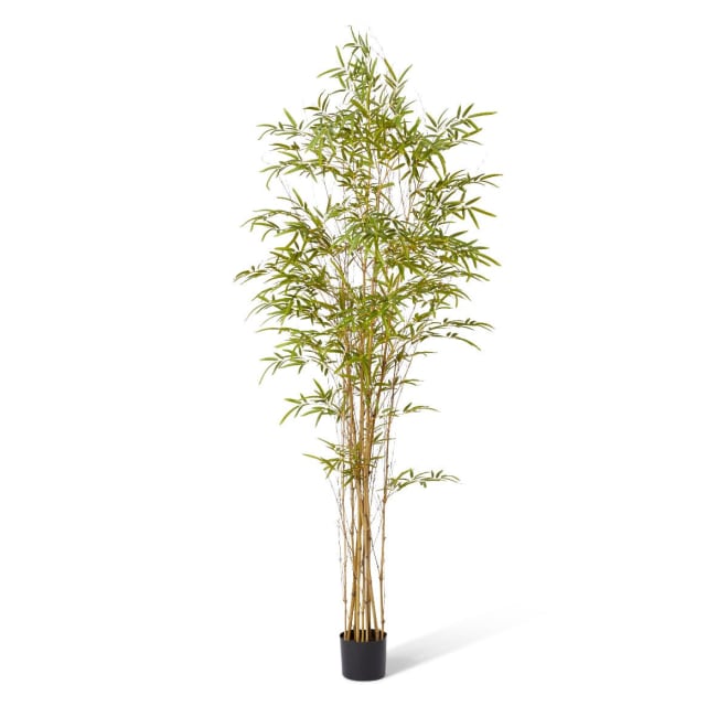 Bamboo Guadua Tree - Green, 210cm (H)