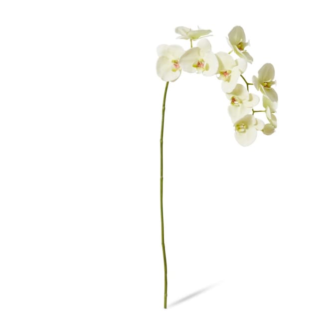 Phalaenopsis Lush Stem Pack Of 8 - White Green, 97cm (H)