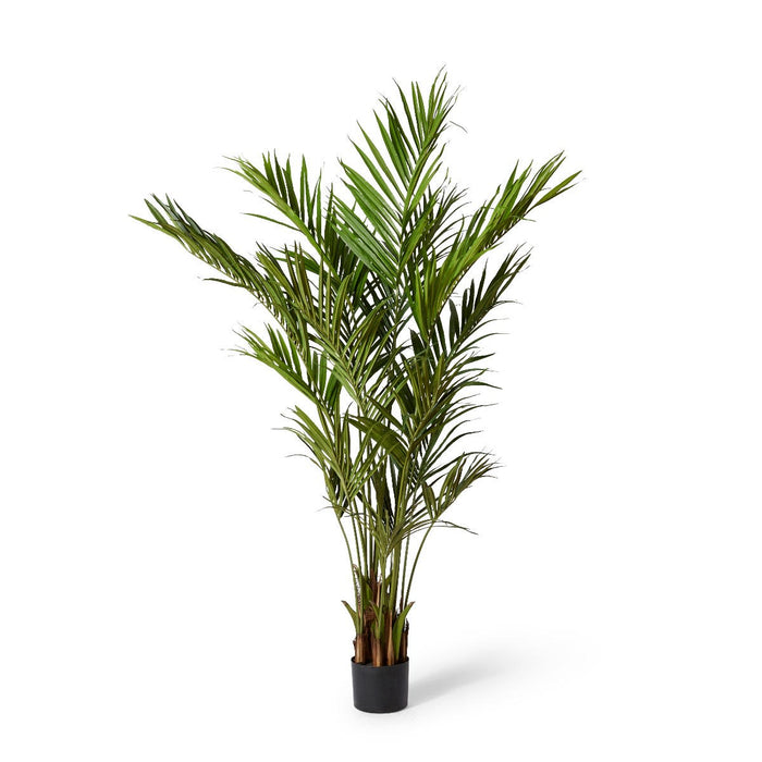 Palm Kentia - Green, 240cm (H)