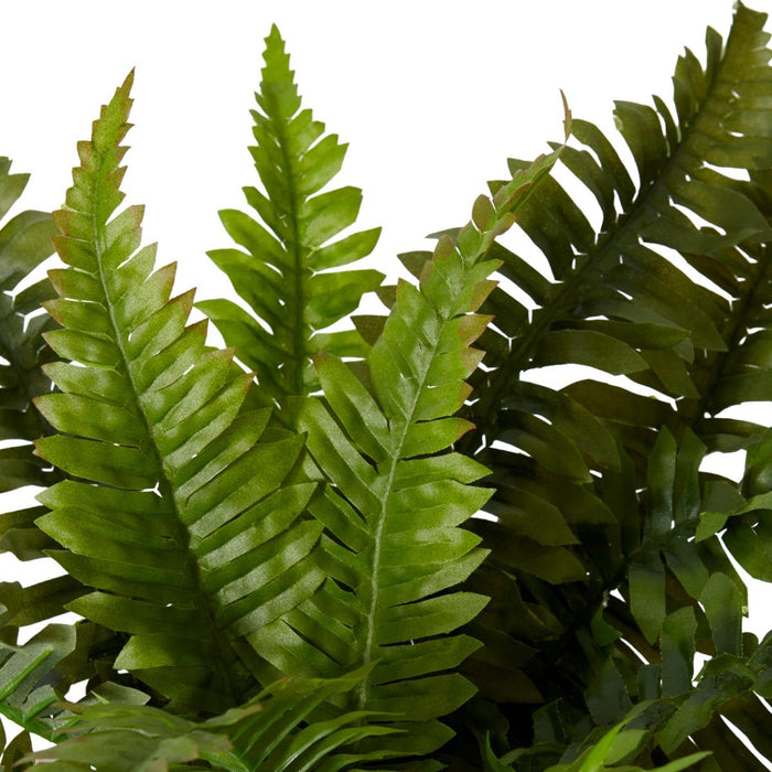 Fern Boston Pack Of 12 - Green, 48cm (H)