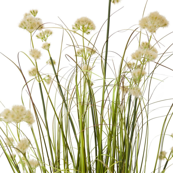 Grass Pom Pom Reed Potted - Green/Cream, 122cm (H)