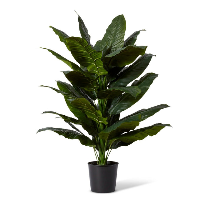 Spathiphyllum Potted - Green, 128cm (H)